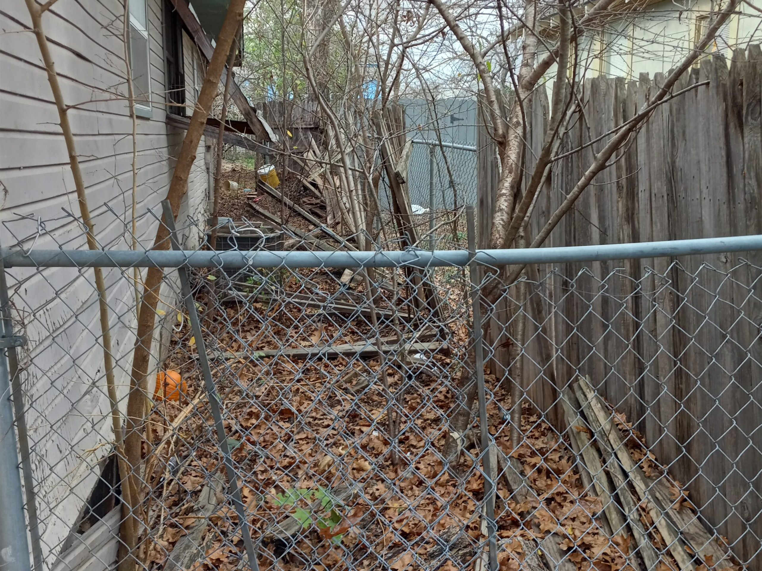 A backyard featuring a chain link fence surrounding a lush green tree under a clear blue sky.